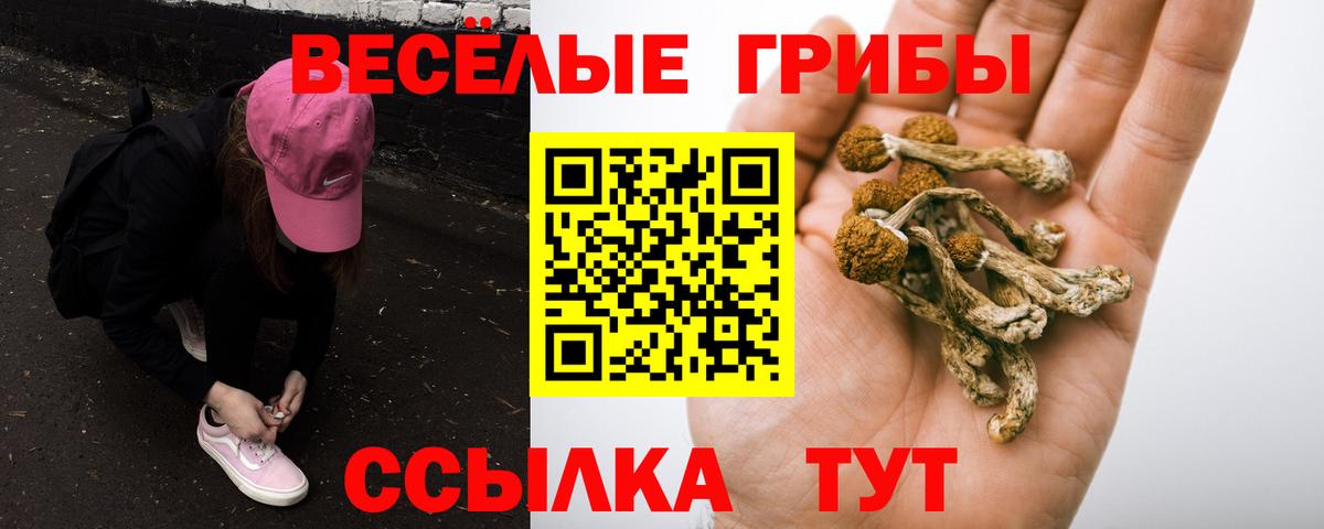 Псилоцибиновые грибы Psilocybe  Галлюциногенные грибы прущие грибы  Вход с VPN  Дербент 